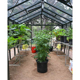Exaco Royal Victorian Greenhouse VI34 Exaco Greenhouse and Accessories