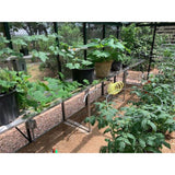 Exaco Royal Victorian Greenhouse VI34 Exaco Greenhouse and Accessories
